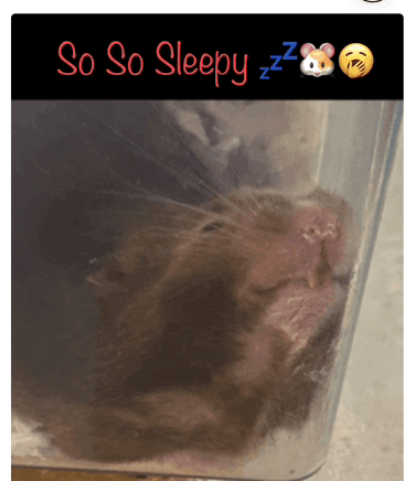 So So Sleepy Sleepy Hamster GIF - So So Sleepy Sleepy Hamster Need Sleep GIFs