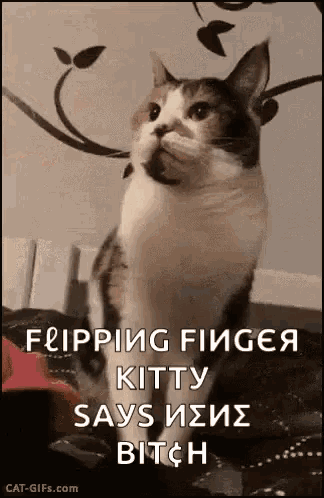 a cat is sitting on a bed with a caption that says `` flapping finger kitty says bitch '' .