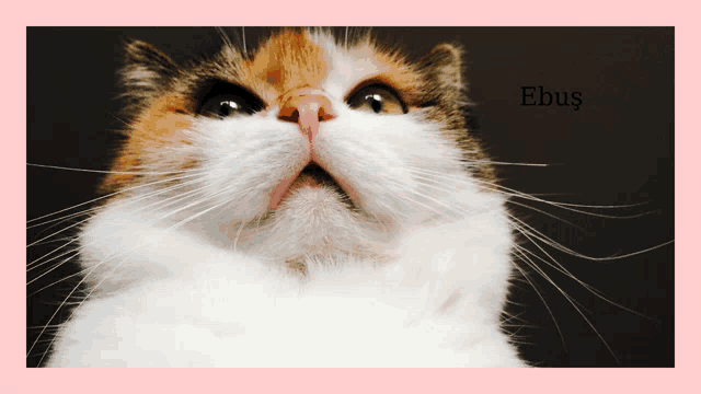 a close up of a calico cat with the name ebus on the bottom