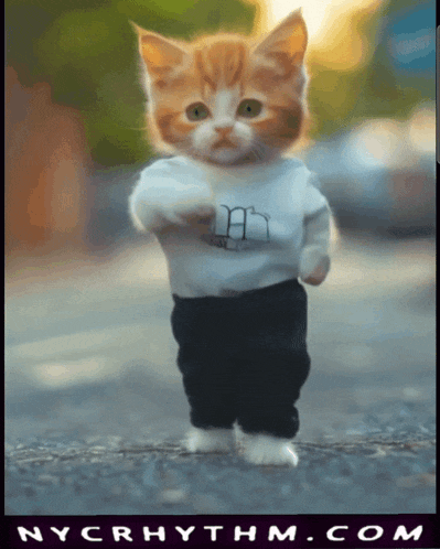 a kitten wearing a white shirt and black pants