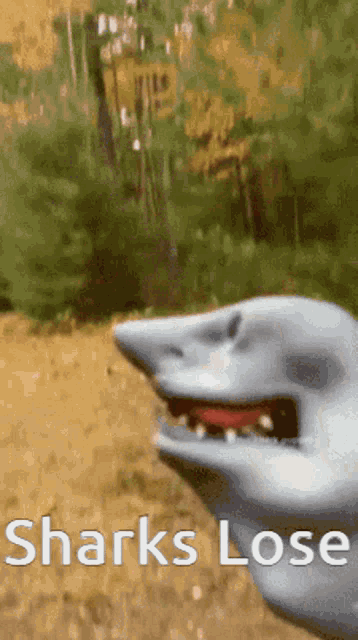 a picture of a shark with the words " sharks lose " on it