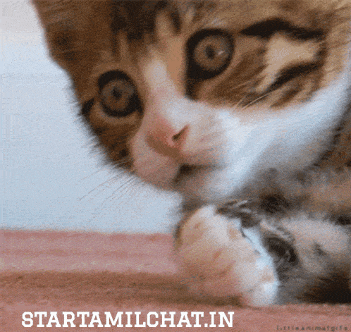 a close up of a cat with the words startamilchat.in written below it