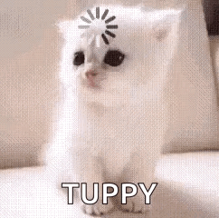 a white cat is sitting on a couch with a loading screen on its head .