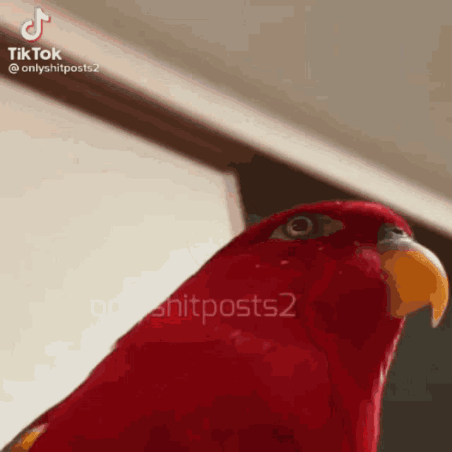 a red parrot with a yellow beak is looking at the camera