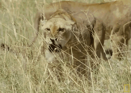 a lioness standing in the tall grass with a national geographic logo on the bottom