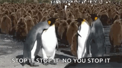 Fight Penguins GIF - Fight Penguins Penguin GIFs