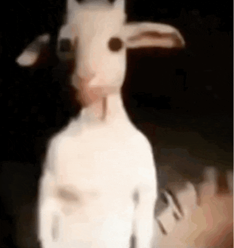 a white goat is standing next to a person in the dark .