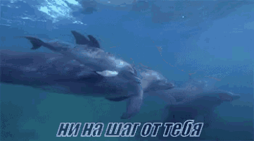 a couple of dolphins are swimming in the ocean with the words ни на шаг от тебя above them