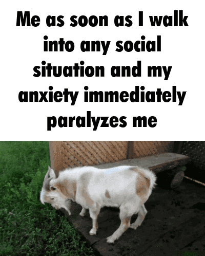 a picture of a goat next to a text that says me as soon as i walk into any social situation