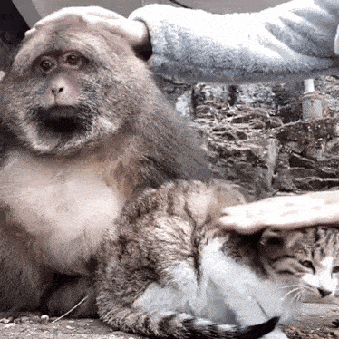 a monkey is petting a cat 's head while the cat is sleeping