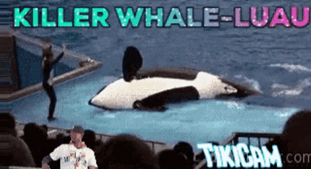Whale Together GIF - Whale Together GIFs