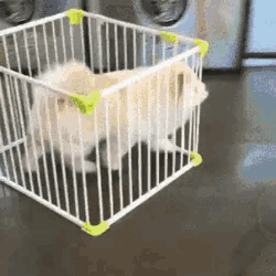 a small white dog in a white cage