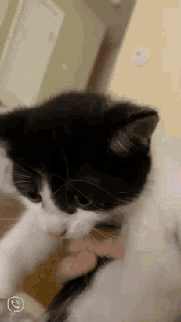 a black and white cat is being petted by a person 's hand .