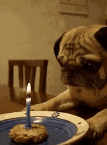 a pug dog looks at a birthday cake with a lit candle on it