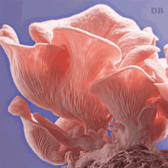 Pink Oyster Mushroom Doubleblind GIF - Pink Oyster Mushroom Doubleblind Shroom GIFs