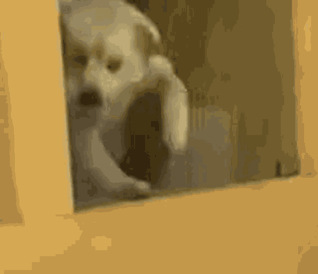Dancing Dog Excited Dog GIF - Dancing Dog Excited Dog GIFs