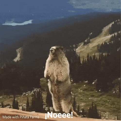 a ground squirrel standing on its hind legs with the words noeee in the corner