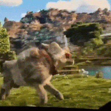 a dog with a red collar is walking in a field