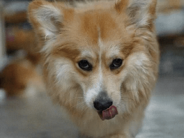 a close up of a dog 's face with a blurred background