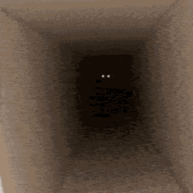 Cat Meow GIF - Cat Meow Dark GIFs