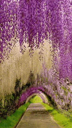 a path with purple and white flowers along the side