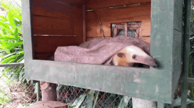 a small animal is laying in a wooden box