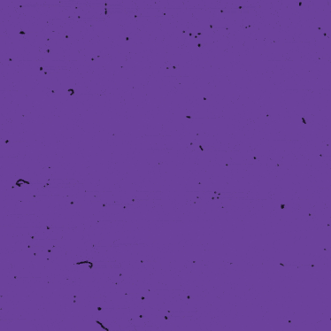 a purple background with the word rays written on it