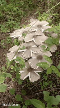 a bunch of mushrooms are growing on the ground with the name matbucin in the corner