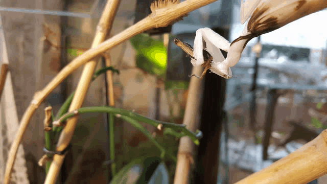 a white praying mantis is sitting on a plant branch