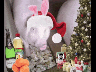 a pig wearing a santa hat is surrounded by bottles of champagne
