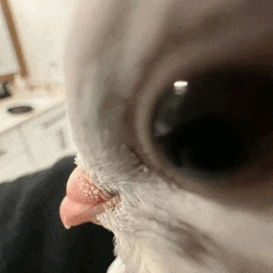 a close up of a white cat 's eye with a red tongue sticking out .