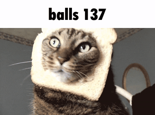 a cat with a slice of bread on its head and the words balls 137 above it