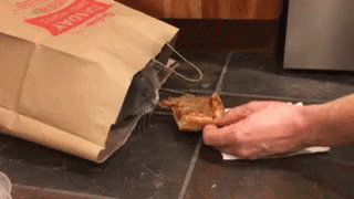 Cat Pizza GIF - Cat Pizza Paper Bag GIFs