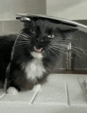 a black and white cat drinking water from a kitchen sink