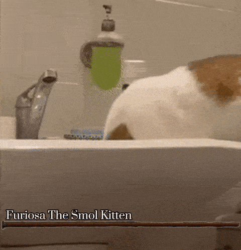 a cat is looking at itself in a bathroom sink with the words furiosa the smol kitten below it