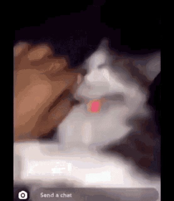 Jinsoulery Gay Cat GIF