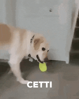 a dog is playing with a tennis ball on the floor and says cetti .