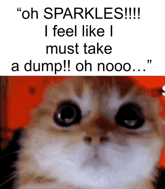 a picture of a cat with the words oh sparkles i feel like i must take a dump
