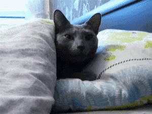 a cat is laying on a bed with a pillow underneath it