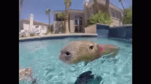 Capybara Pool GIF - Capybara Pool GIFs