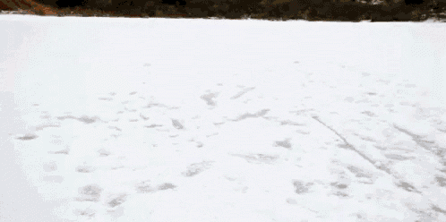 a dog wearing a red jacket is running through the snow .