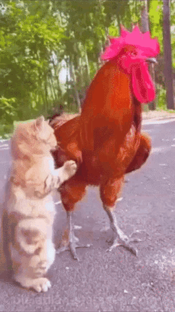 Rooster Cat GIF - Rooster Cat Gif GIFs
