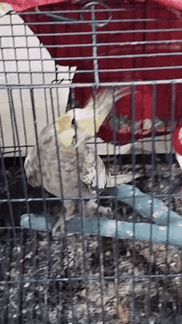 a bird in a cage with a red blanket on top of it