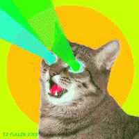 Crazy Cat GIF - Crazy Cat Trippy GIFs