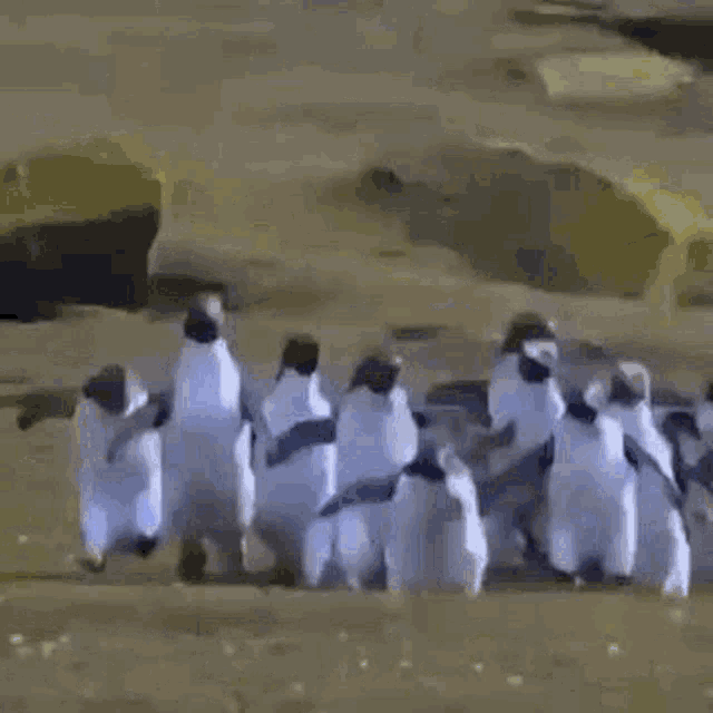 Soobkitty Penguins GIF - Soobkitty Penguins GIFs