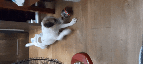 a dog laying on its back on a wooden floor next to a fan