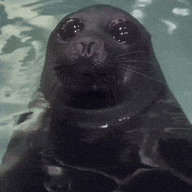 a seal is swimming in the water with its eyes closed