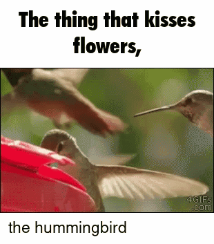 Batuque Jyungo GIF - Batuque Jyungo Hummingbird GIFs