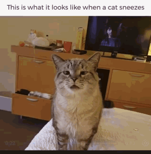 Funny Animals This Is What It Looks Like When A Cat Sneezes GIF - Funny Animals This Is What It Looks Like When A Cat Sneezes Cat GIFs
