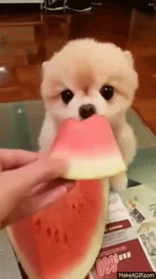 a pomeranian puppy is eating a slice of watermelon on a table .